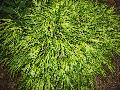 Japanese Forest Grass